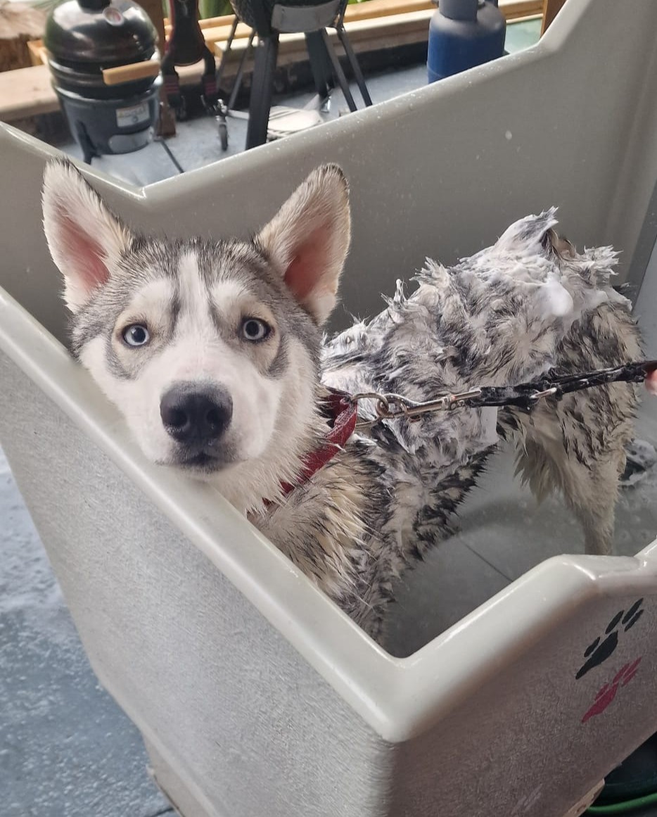 Dog in tub at Happy Hounds